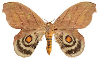 <i>Hyperchiria</i> Genus of moths