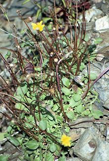 Hypochaeris robertia u planinama Supramonte..jpg