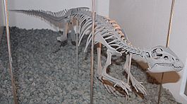 Скелет гипсилофодона из Мельбурнского музея