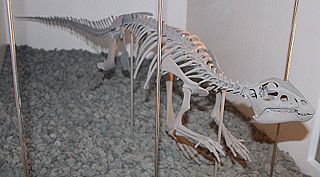 <span class="mw-page-title-main">Hypsilophodontidae</span> Extinct family of dinosaurs