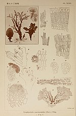 Thumbnail for File:Icones of Japanese algae (Pl. XCIII) (6050478172).jpg