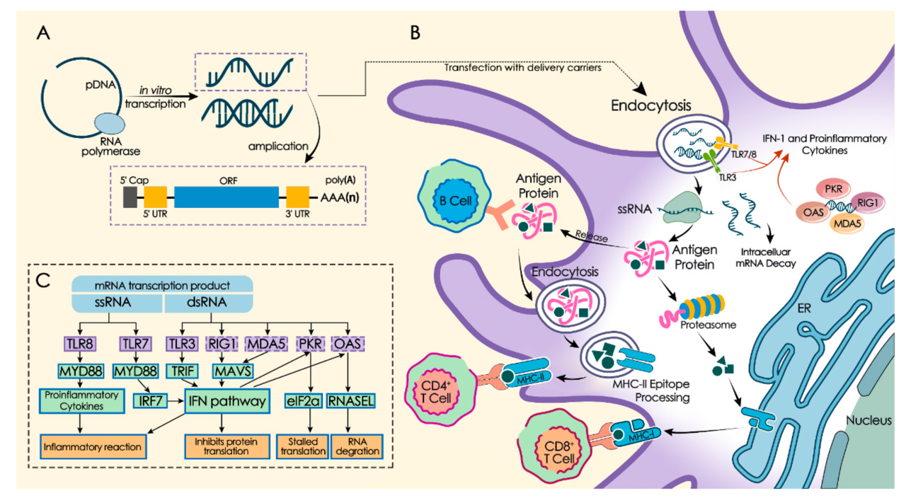 МРНК вакцина. М РНК вакцины. Вакцины на основе матричной РНК. MRNA вакцина.