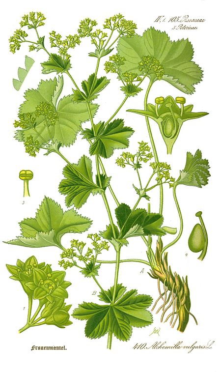 Tập_tin:Illustration_Alchemilla_vulgaris0_clean.jpg