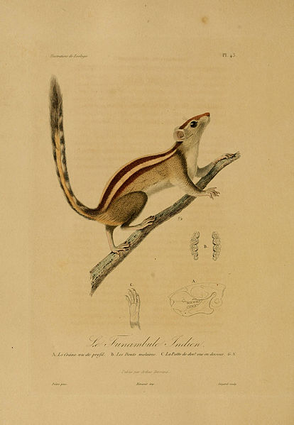 File:Illustrations de zoologie, ou Recueil de figures d'animaux peintes d'après nature (Plate 43) (6055939007).jpg