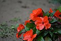 Impatiens Walleriana Red.jpg