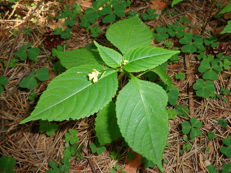 File:Impatiens parviflora 01.JPG