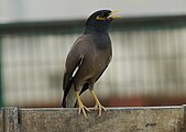 A common myna in Patiala