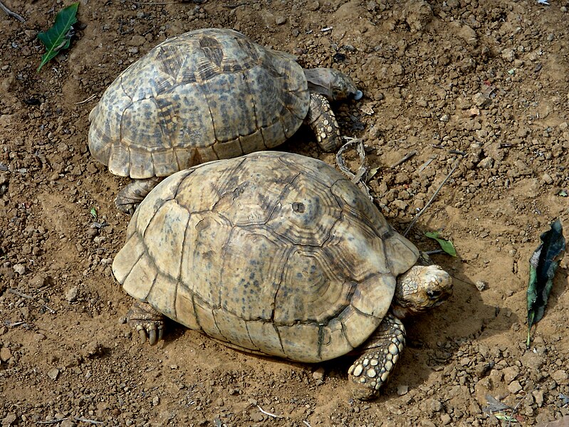 File:Indian star tortoises (Geochelone elegans) at IGZoo park Vizag 01.JPG