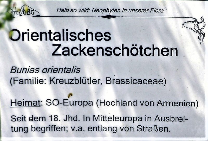 File:Infotafel Orientalisches Zackenschötchen.jpg