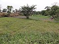 Inland valley rice cultivation around Bo, Sierra Leone - panoramio.jpg