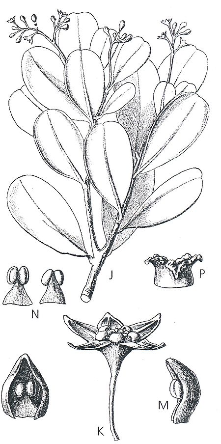 Alphitonia erubescens