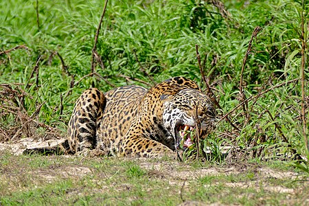 Tập_tin:Jaguar_(Panthera_onca)_angry_female_(29174894335).jpg