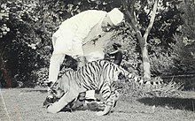 Nehru playing with a tiger cub at his home in 1955 Jawaharlal Nehru with tiger cubs.jpg