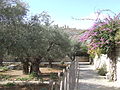 Jerusalem Garden of Gethsemane (2337098886).jpg
