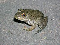 ウシガエル Wikipedia