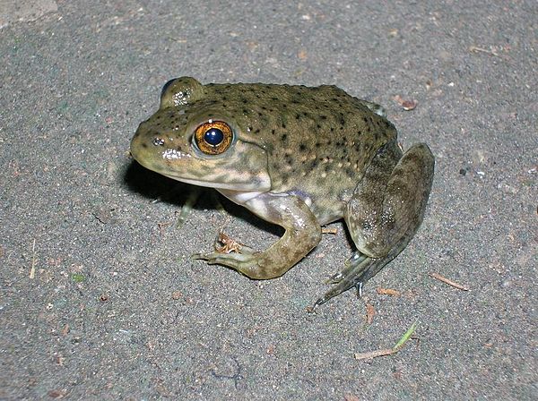 Juvenile with a small, grey, oval-shaped area on top of the head, the parietal eye