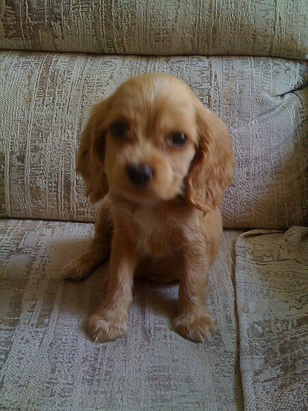 File:KISSY, A SPANIEL PUPPY.jpg