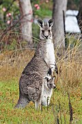 Kangaroo and joey03.jpg