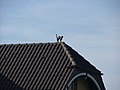 Katze auf dem Dach - panoramio.jpg