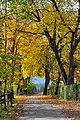 Autumnal chestnut alley - Herbstliche Kastanienallee