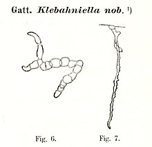 Klebahniella elegans.jpg