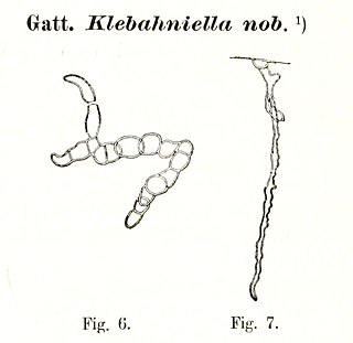 <i>Klebahniella</i> Genus of algae