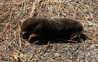 <span class="mw-page-title-main">Kloss's mole</span> Species of mammal