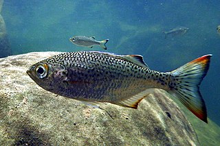 <i>Kuhlia marginata</i> Species of fish