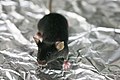 Lab mouse mg 3204.jpg
