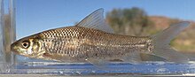 L. capensis from the Fish River in Namibia Labeo capensis 164733583, crop.jpg