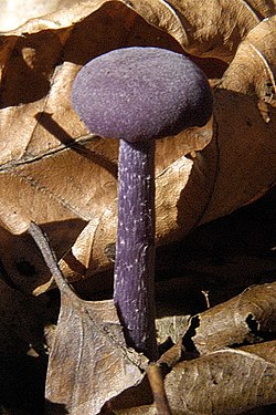 Ametistinė lakabudė (Laccaria amethystina)