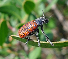 Lachnaia Varolosa. Chrysomelidae - Flickr - Гейлгемпшир (1) .jpg