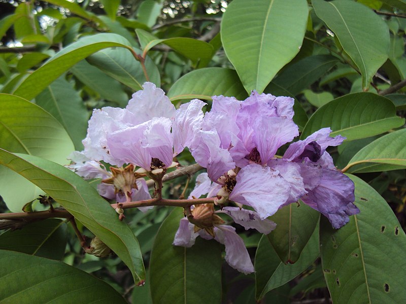 File:Lagerstroemia speciosa 33.JPG