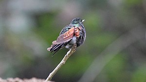 Garnet-throated hummingbird, female