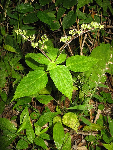 File:Laportea bulbifera 5.JPG