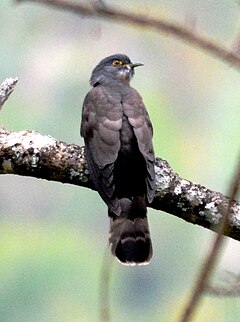Large Hawk Cuckoo Hierococcyx sparverioides by Dr. Raju Kasambe DSC 4461 (2).jpg
