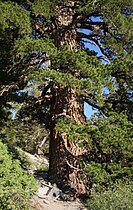 Base of tree, Lake George, Sierra Nevada, California