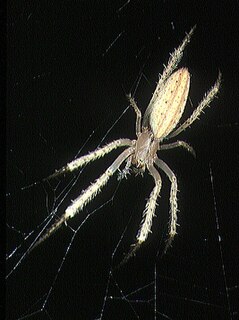 <i>Lipocrea</i> Genus of spiders