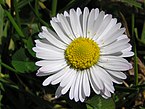 *Nomination Well, there is only one of this type of daisy as a QI, perhaps another? --Tony Wills 12:34, 31 August 2007 (UTC) *Review Number of similar QI's is not relevant. Good whites, good exposure, sharpness acceptable. Lycaon 16:49, 31 August 2007 (UTC)