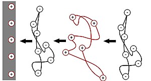 Layer-by-Layer Adsorption.jpg