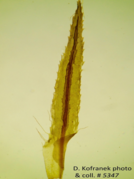 Leaf of Bartramiopsis lescurii showing cilia at base