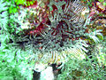 Thumbnail for Lebrunia neglecta