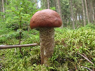 <i>Leccinum vulpinum</i> Species of fungus