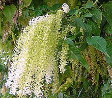 Ledenbergia seguierioides