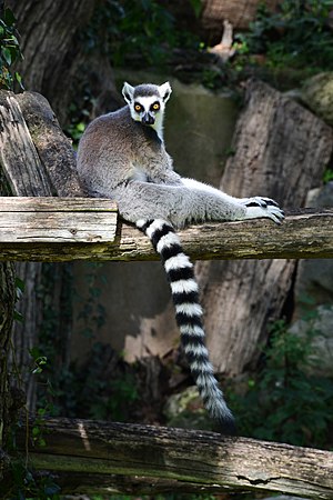 Lemur catta 2018.jpg