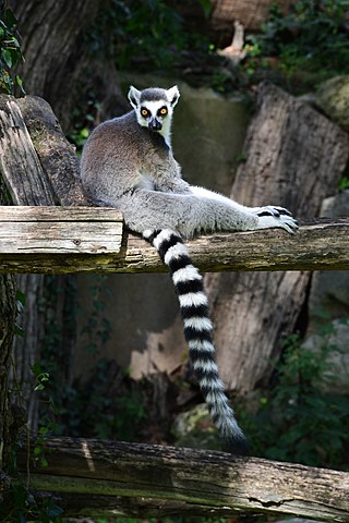 1,006 Ring Tailed Lemur Wild Stock Photos, High-Res Pictures, and Images -  Getty Images