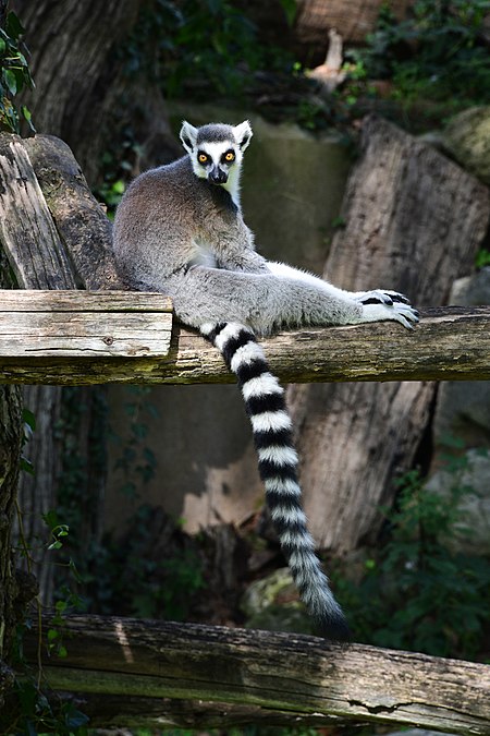 Lemur ekor gelang