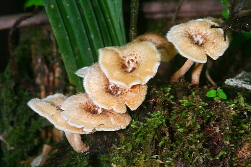 edible mushrooms of the amazon  