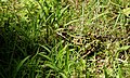 2011-04-21T07:40:39Z : user:Raghith : File:Leopard frog in green surrounding.jpg