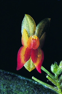 Lepanthes scopula.jpg